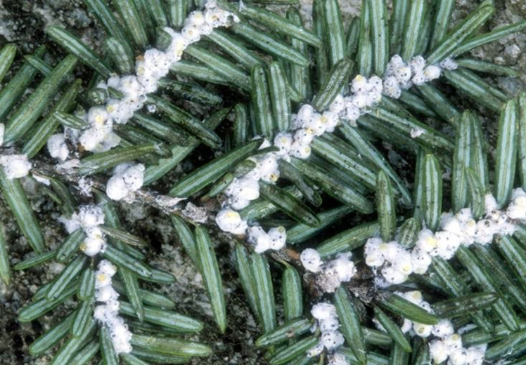 Invasive Species of Eastern hemlock trees