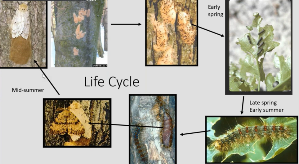 Thoughts on Gypsy Moth