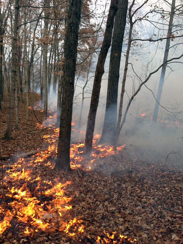Germination and Soil Scarification