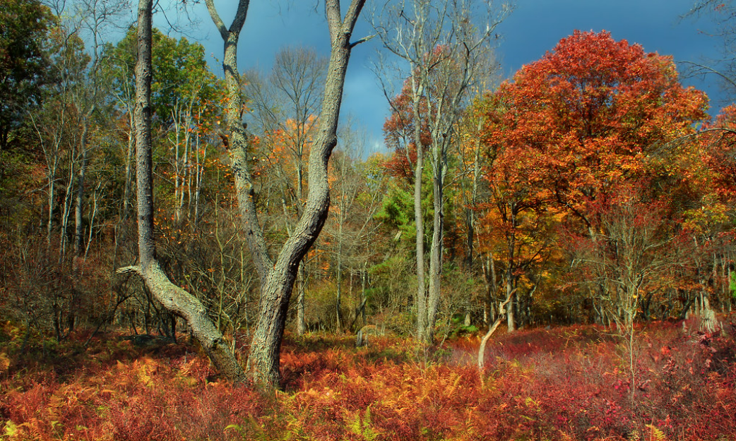 Conservation Communication Requires Definitions