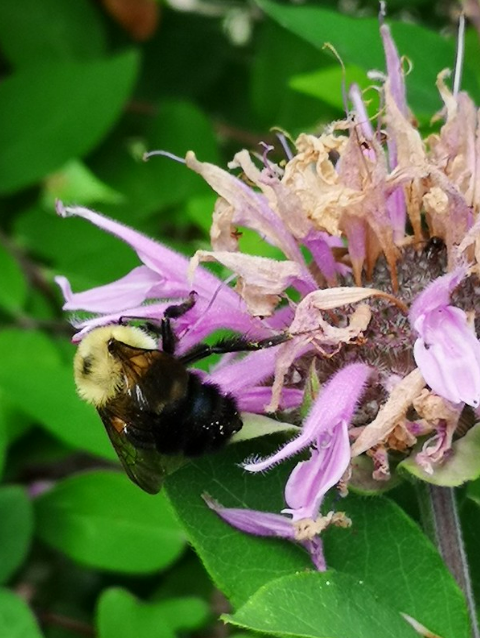 Back 40 (and Backyard) Biodiversity