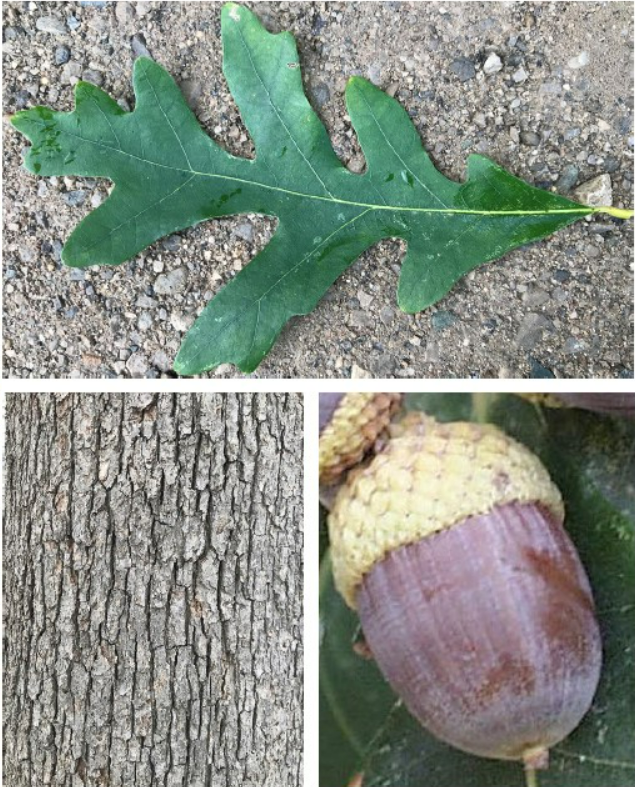 Proactive Forest Planning &amp; Management