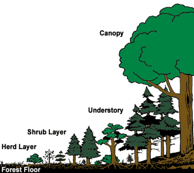 Forests are Not Crops