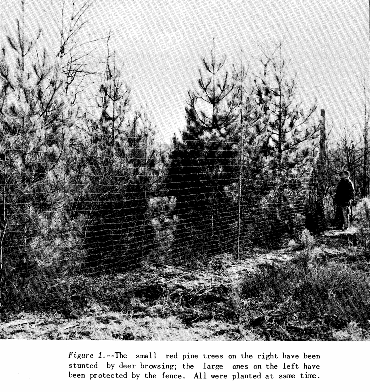 Planting Seedlings (Part 2)