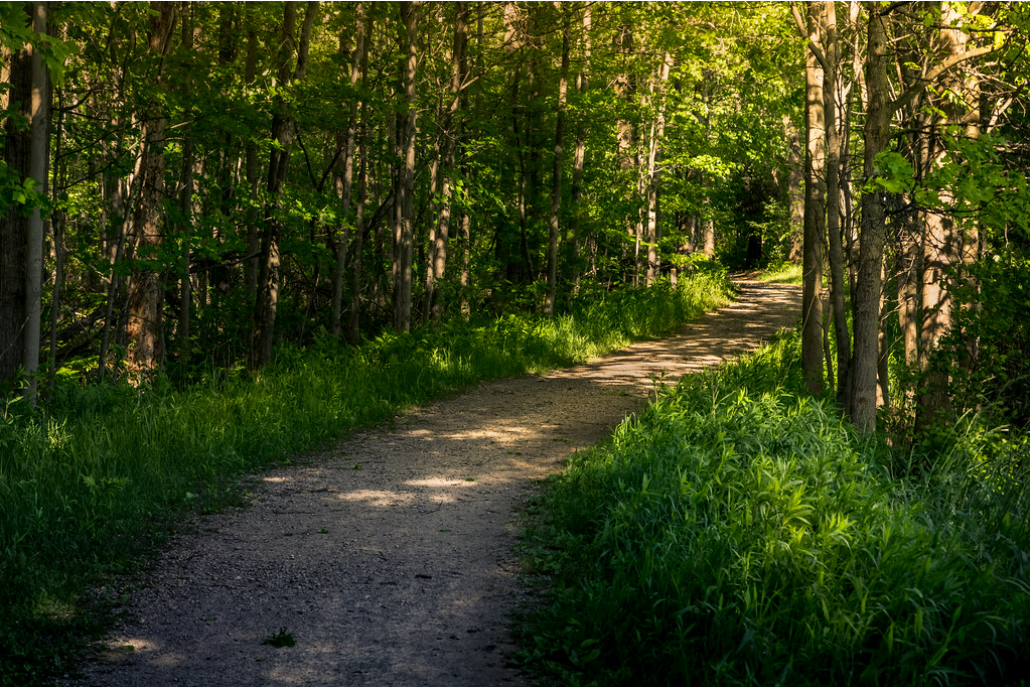 Stepwise Forest Planning &amp; management