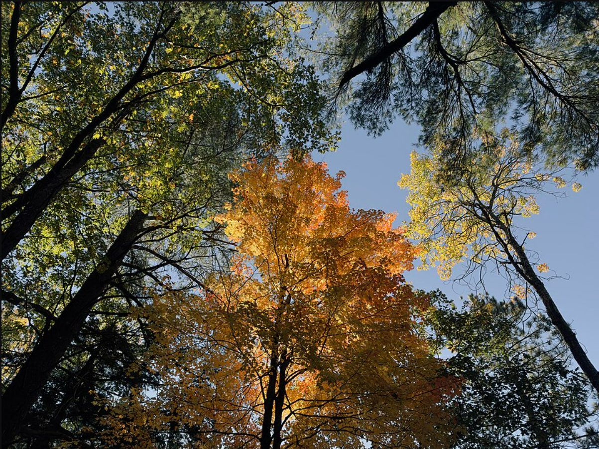 More Thoughts on Forest Restoration