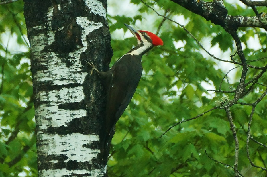 What Do Woodpeckers Tell Us About Forests?