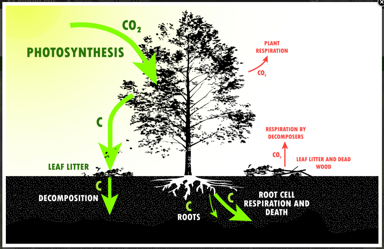 What is Carbon Forestry?