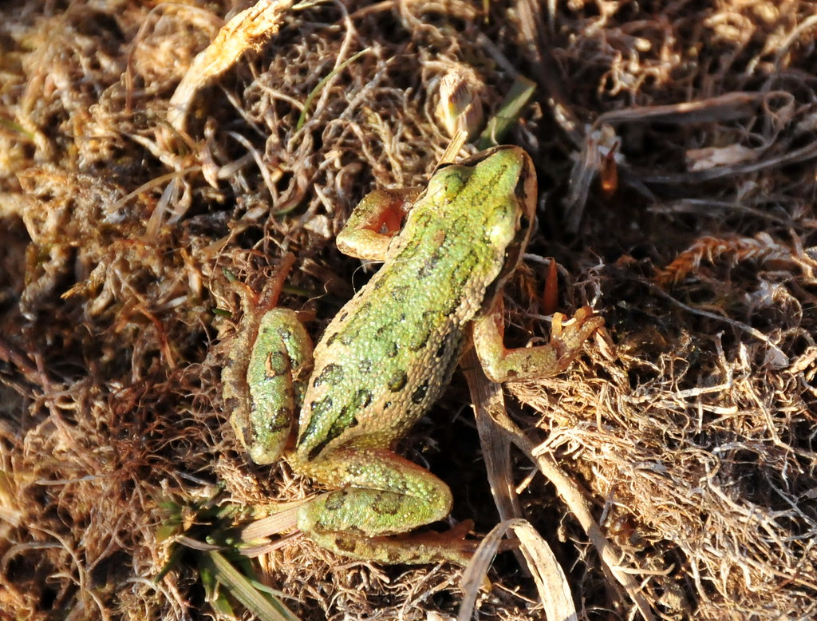 Singing Male Frogs and Toads Welcome in an Early Spring