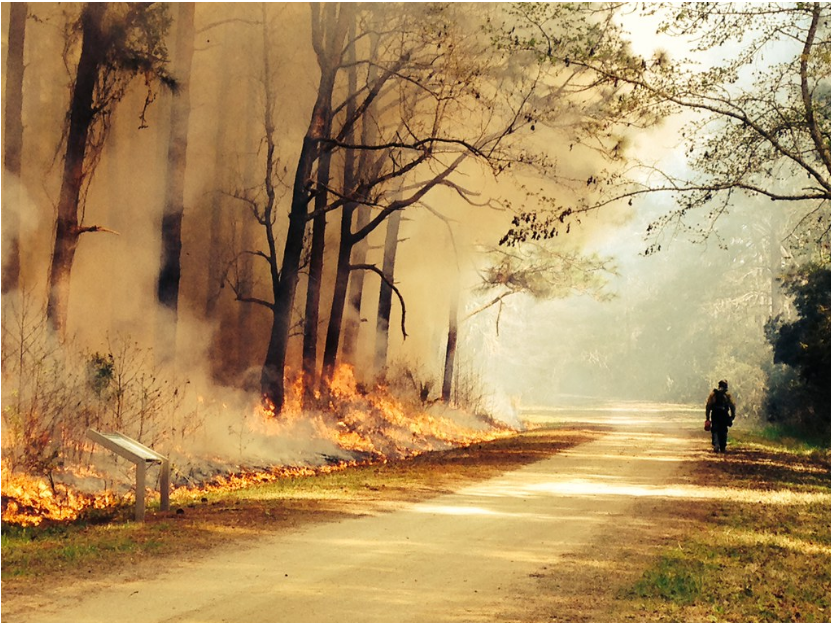 Understanding Fire and its Role in Forests