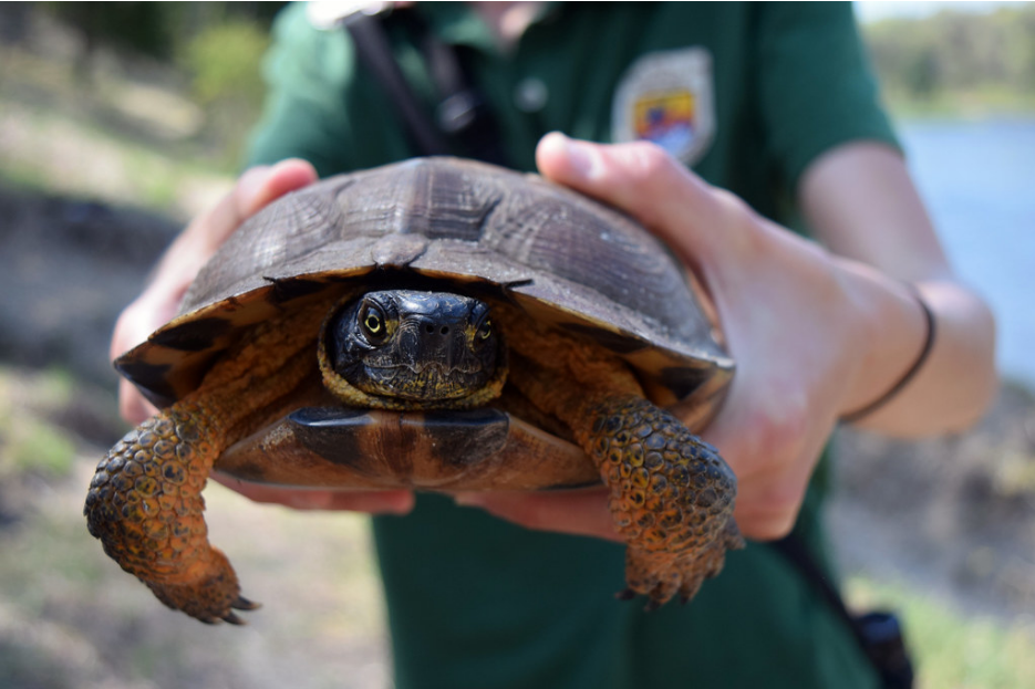 Communicating Wildlife Science