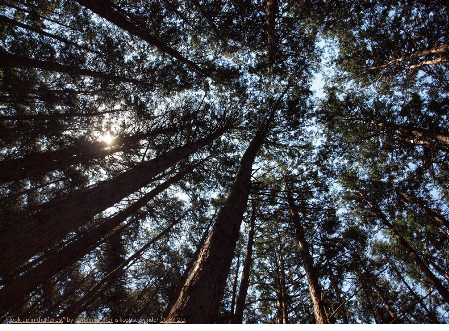 Look Up and Down to Appreciate Forests
