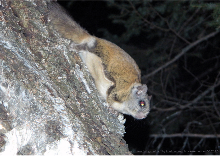 Squirrels and Forests