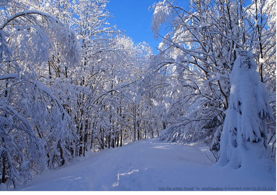 Winter Forest Management
