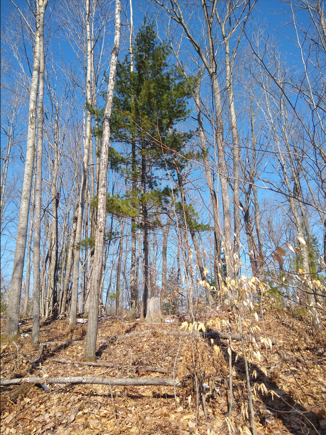 Forests Respond to Ice Storm