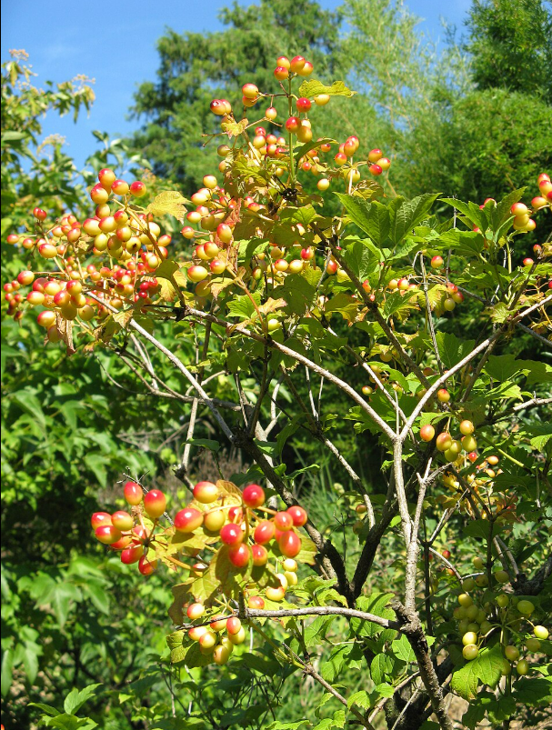 Cranberry 2 - Wikimedia.png