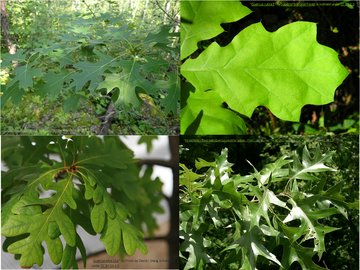 leaves of Quercus ellipsoidalis, Q. rubra, Q. velutina, and Q. alba