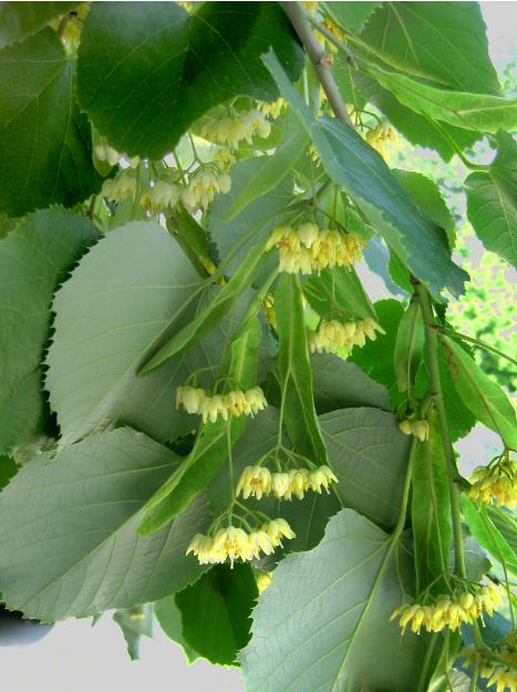 American basswood flowers.png