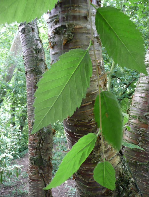 Yellow birch foliage & bark.png