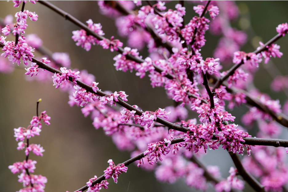 Redbud Eastern w blossoms .png