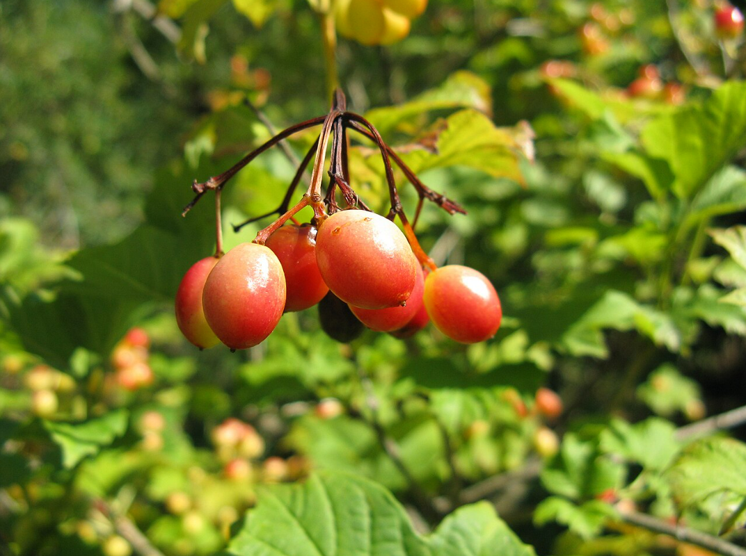 Cranberry, Highbush American