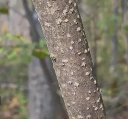 Chokecherry Stem.png