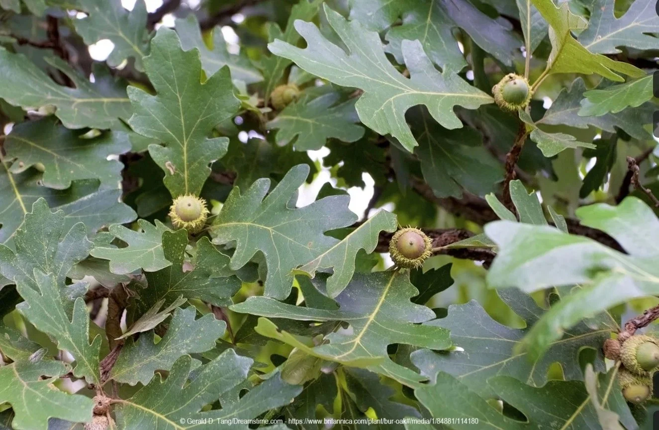 Bur Oak