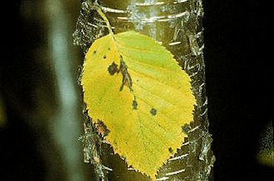 Yellow birch USDA.png