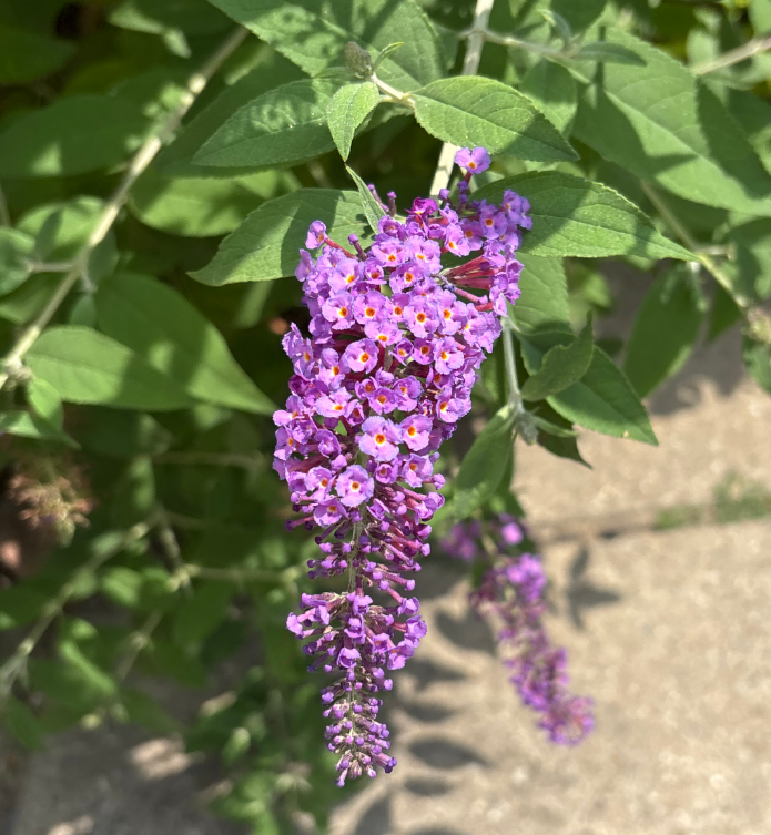 Butterfly Bush Shrub