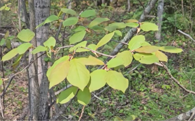 Chokecherry 2 - Purdue.png