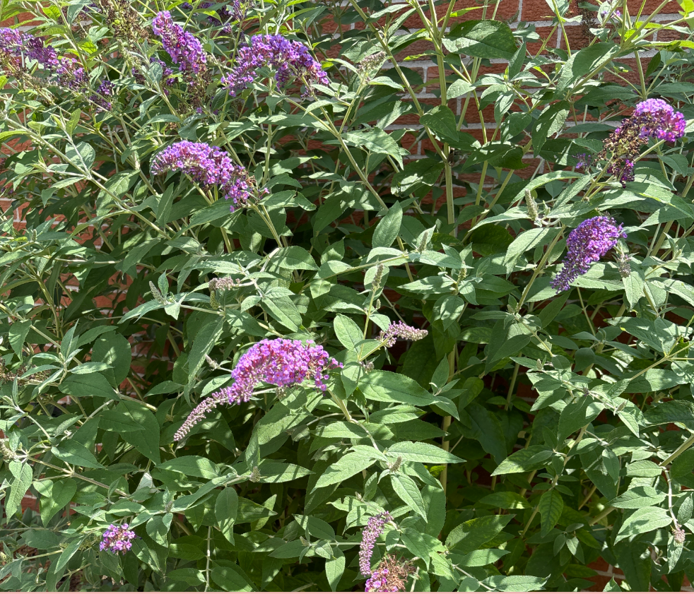 Butterfly Bush 2.png