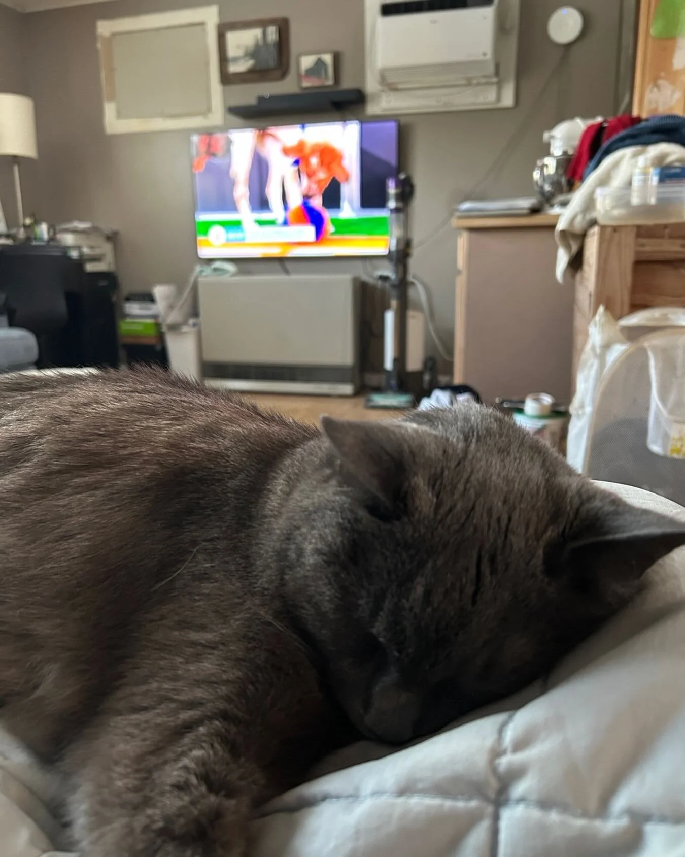 Mack is not impressed with #puppybowlxxii @animalplanet #puppybowl