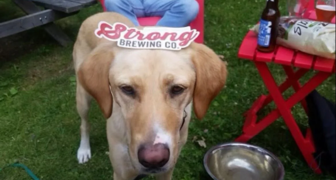 We are pet friendly but have a few rules:

Pets are allowed on the patio or under the pavilion, they are not allowed in the main building were you order. (**see note below if alone with pet)

All pets must be on a leash and controlled at all times th