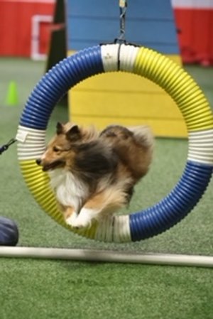 dog jumping thru hoop.jpeg