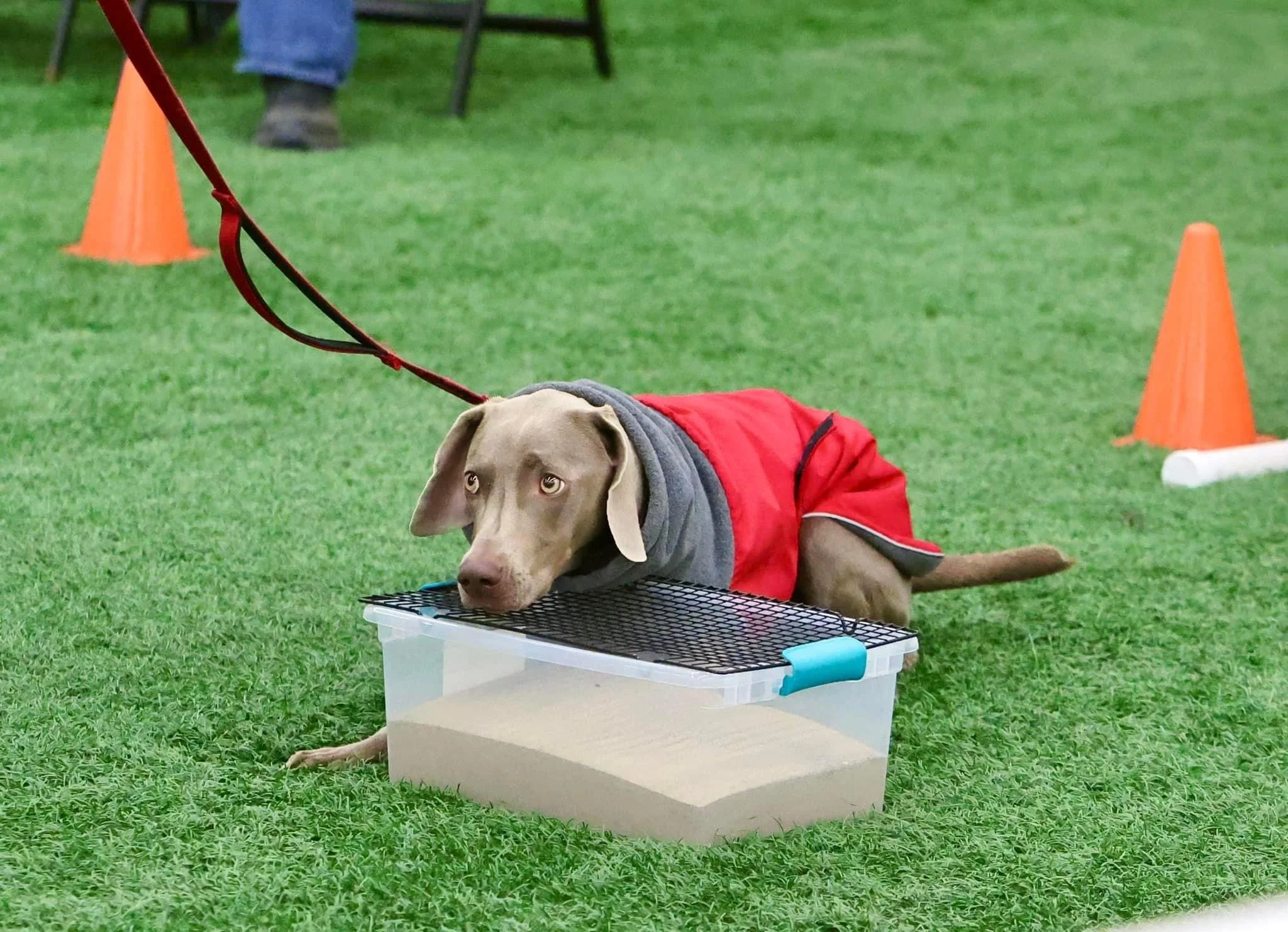 Spring - Wednesday - Scent Work 2