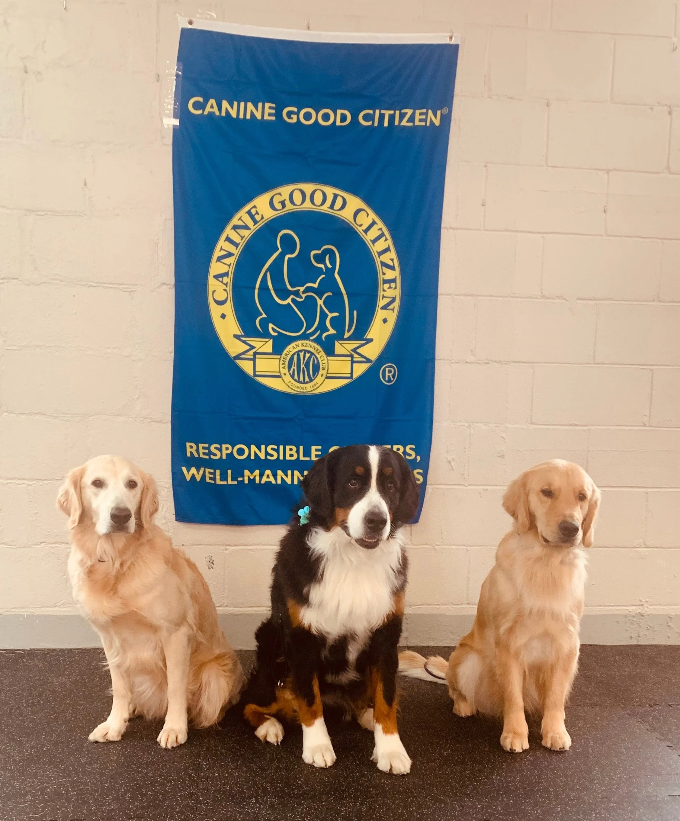 Summer - Mondays - Canine Good Citizen Training (CGC)