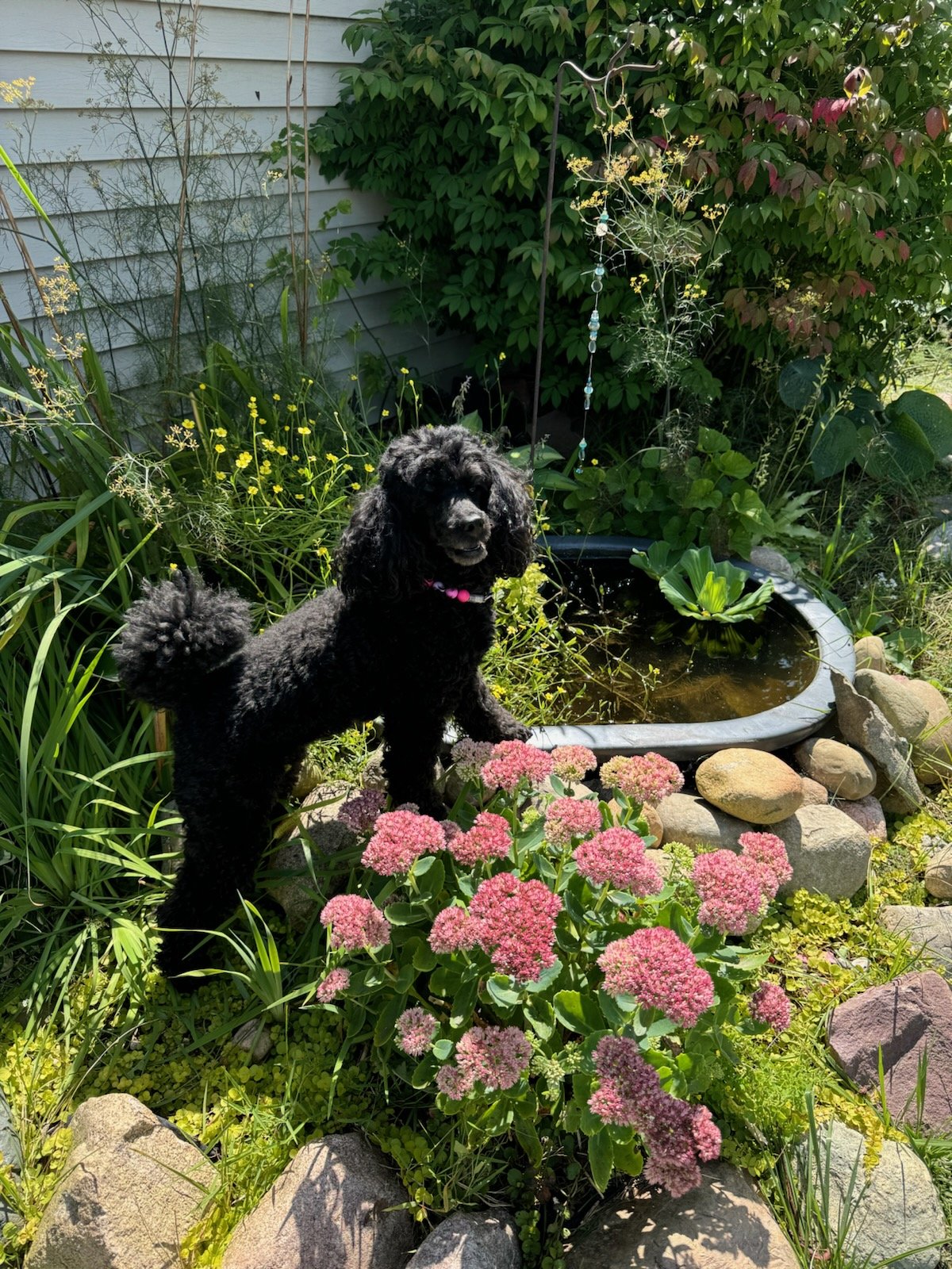 dog by water garden.jpeg