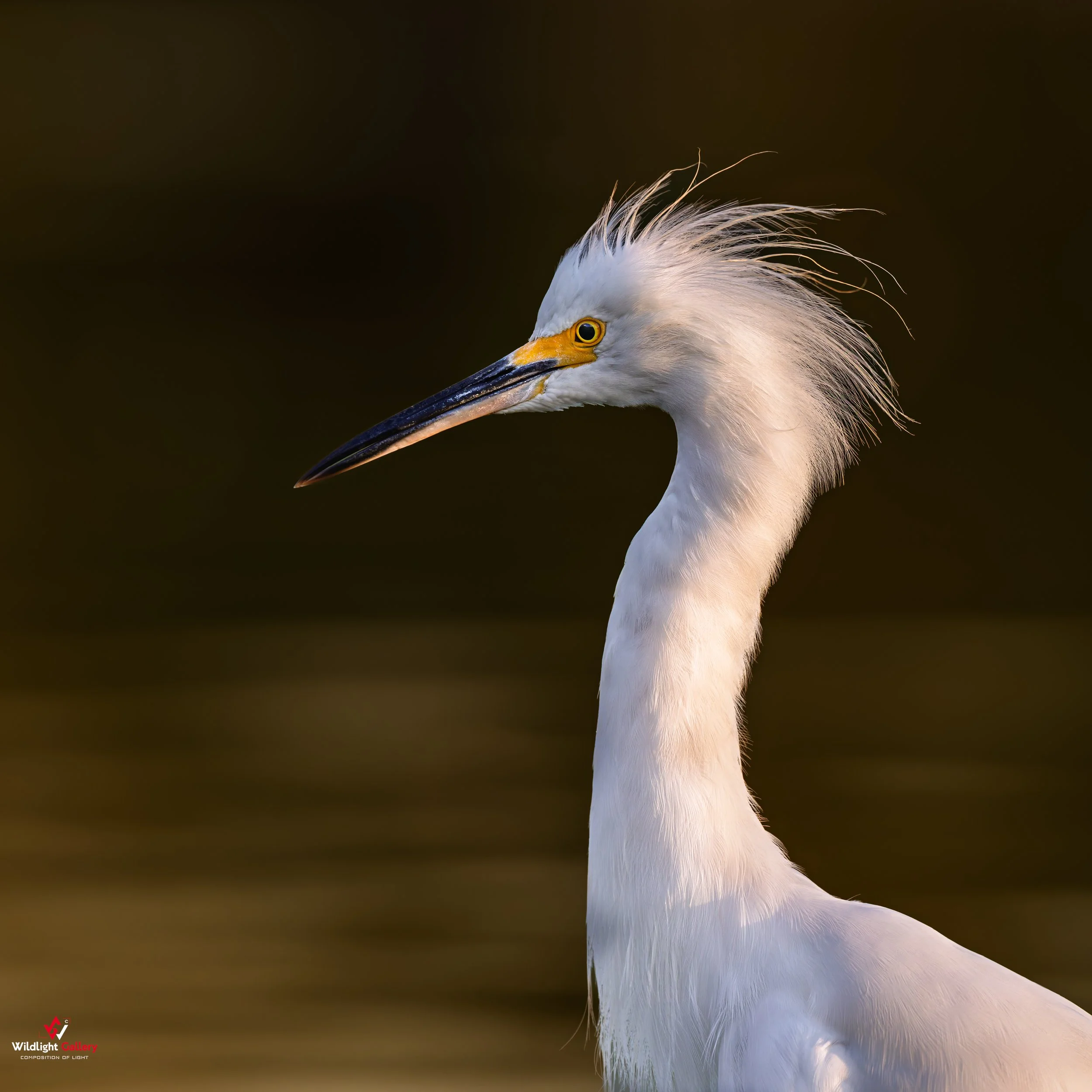 Snowy Egret