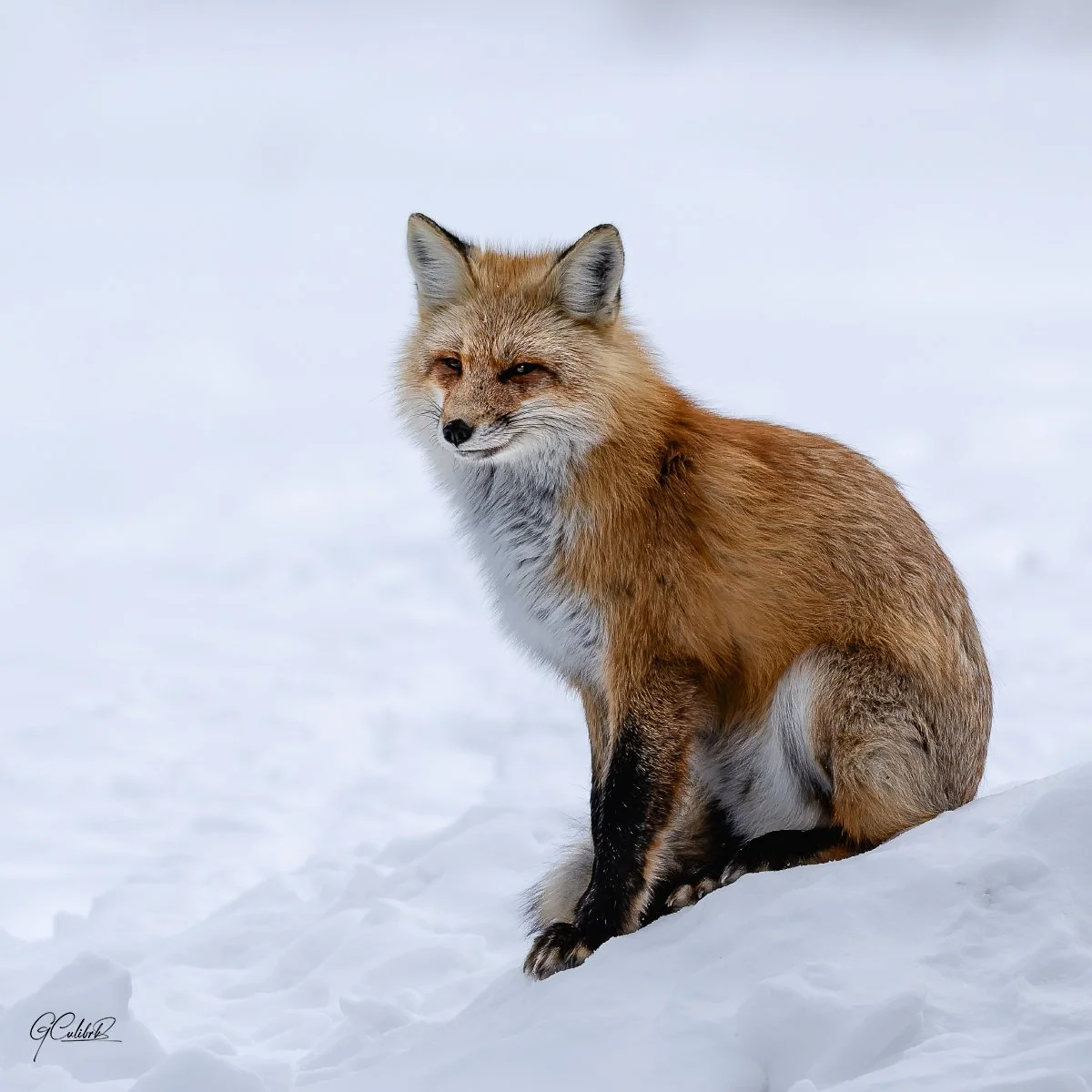 Yellowstone_2026Canon20425292247January 23, 2026224000-DxO_DeepPRIME 3_Facebook_1200x1200_U_170.jpg