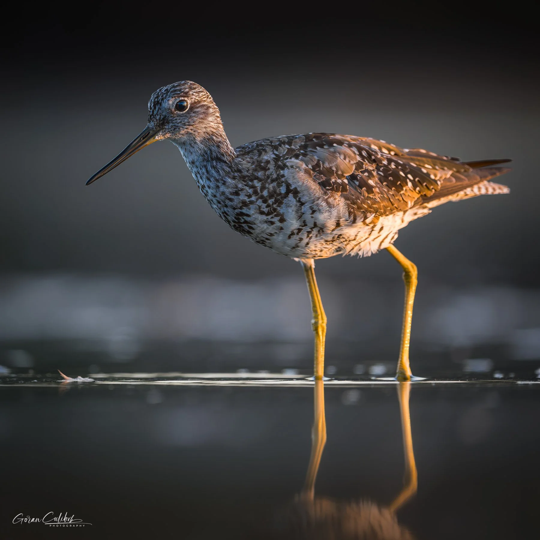 20260815_GREATER YELLOWLEGS.jpg
