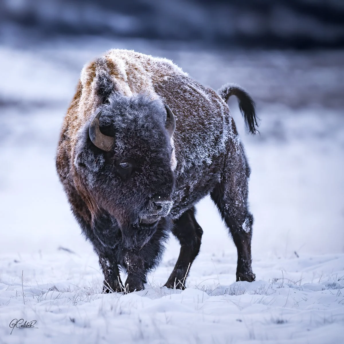 YELLOWSTONE WILDLIFE