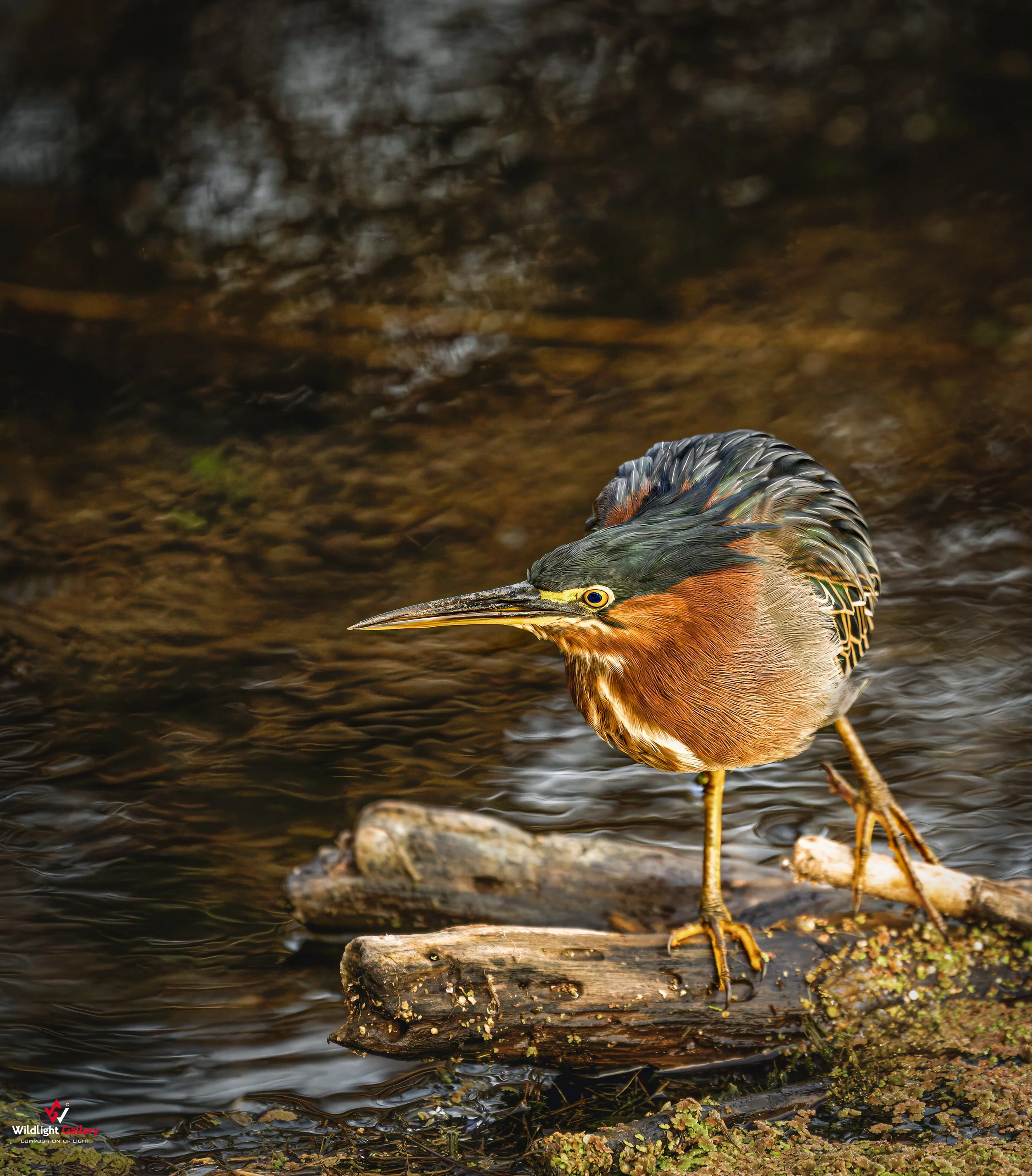 Green Heron