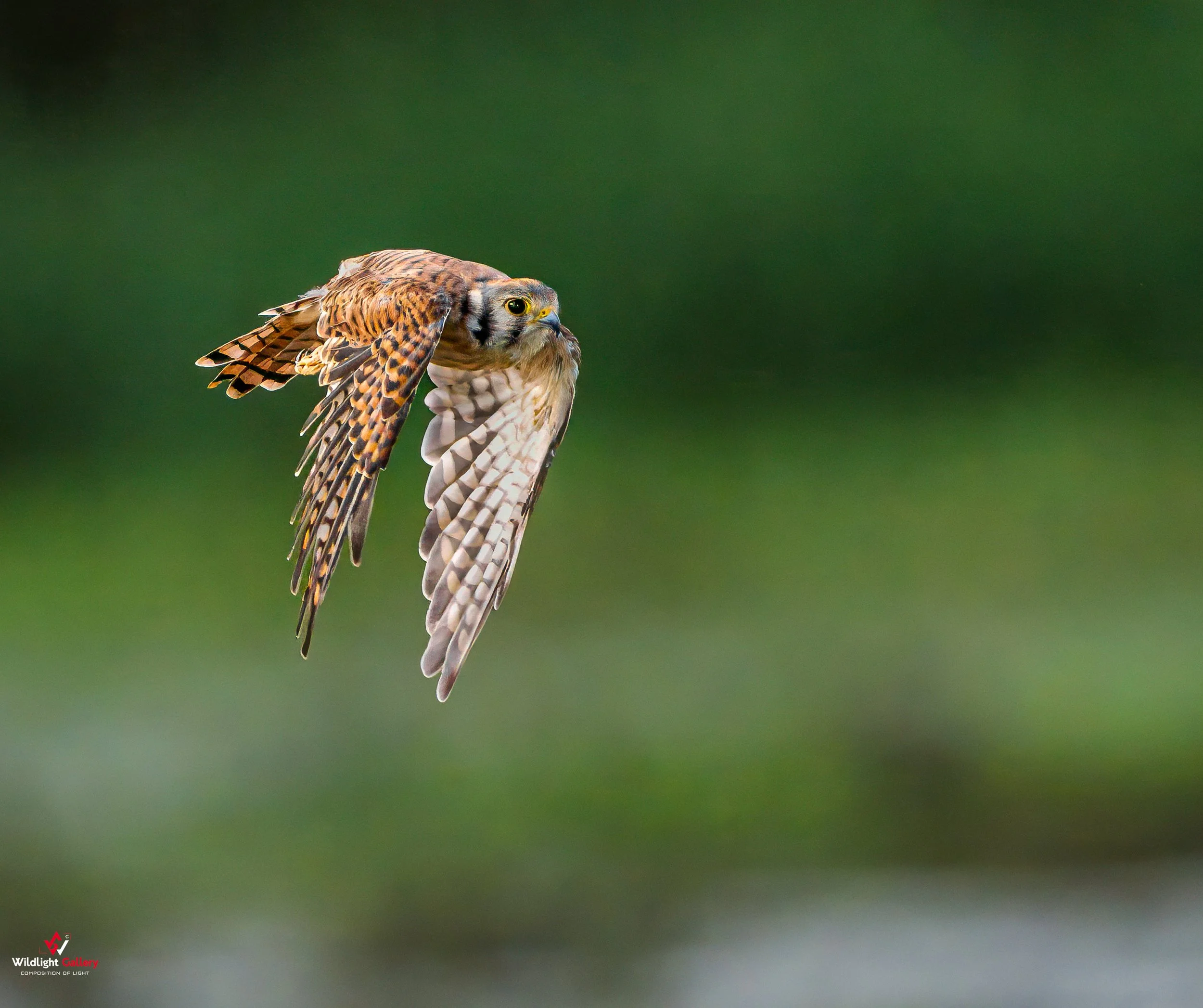 American Kestrel