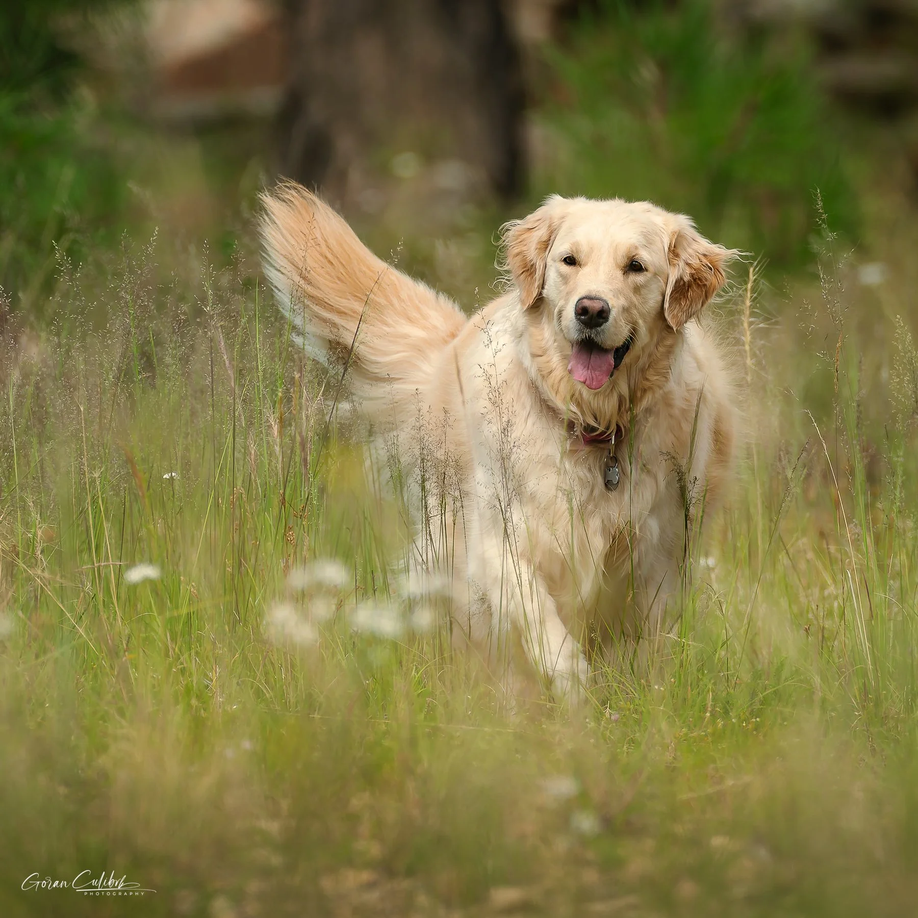 20260906_NAK ON THE HUNT.jpg