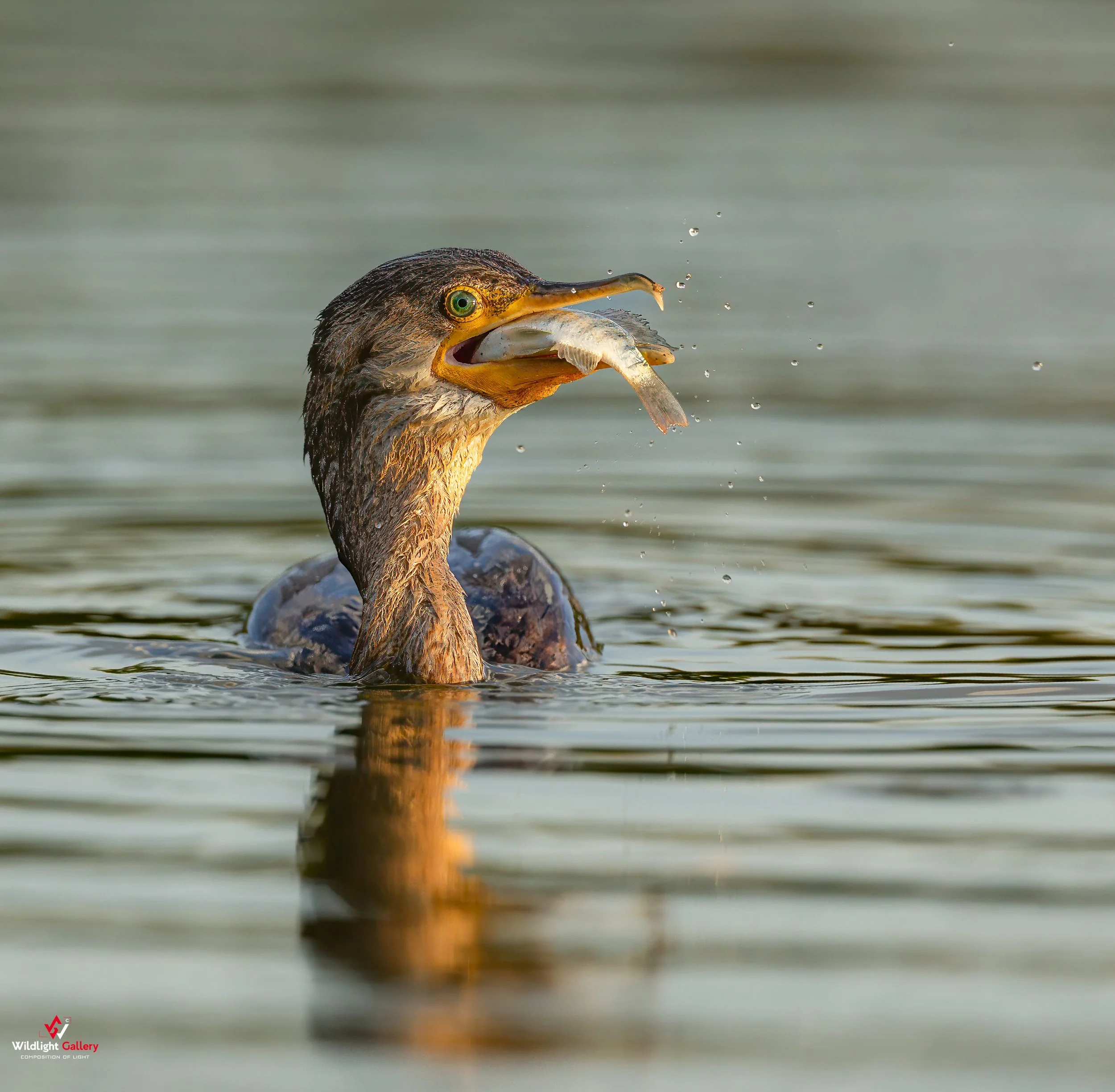 Double-crested Cormorant 