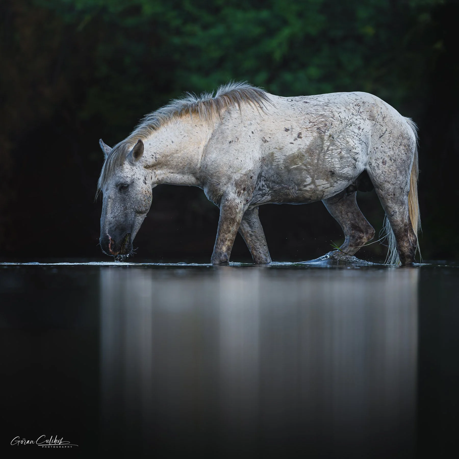 20260823_SALT RIVER HORSE-WHITE.jpg