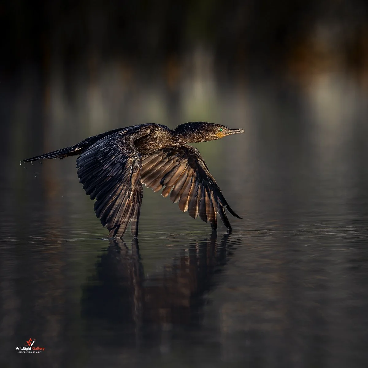 GWRSony1722307827December 21, 2025080046-DxO_DeepPRIME 3-Edit-4-Edit_Facebook_1200x1200_U_210_G1.jpg