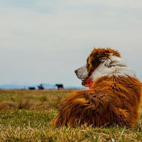 Feel That? It&rsquo;s Not Just the Heat &mdash; It&rsquo;s the Fire in Your Gut to Do More.
This summer, answer the call. Train dogs. Build your business. Change your life.
✅ Applications open now.

#learntotraindogs #DogTrainingJourney #certifieddog