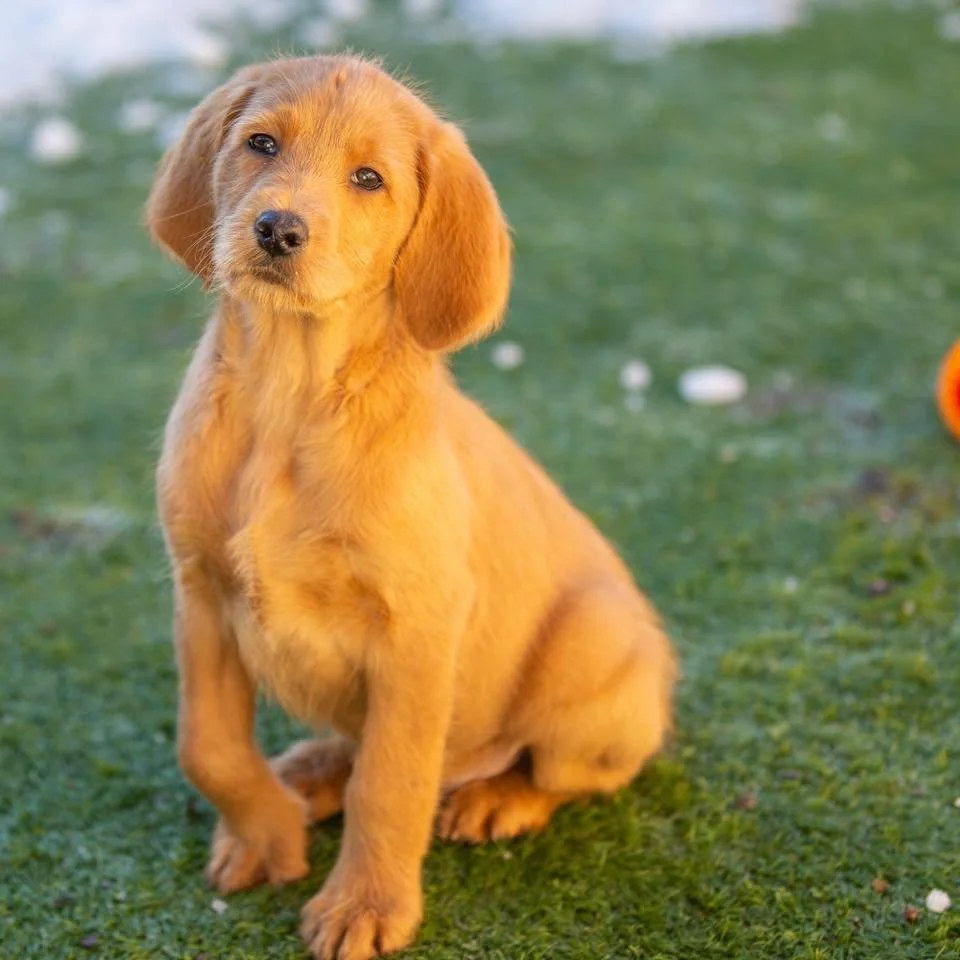 Chasing Tails All Day? Might As Well Get Paid Like a Pro.
Dog walkers &mdash; learn how to turn experience into expertise.
🐾 Summer class apps open!

#learntotraindogs #DogTrainingJourney #certifieddogtrainer #becomeacertifieddogtrainer #buildingdog