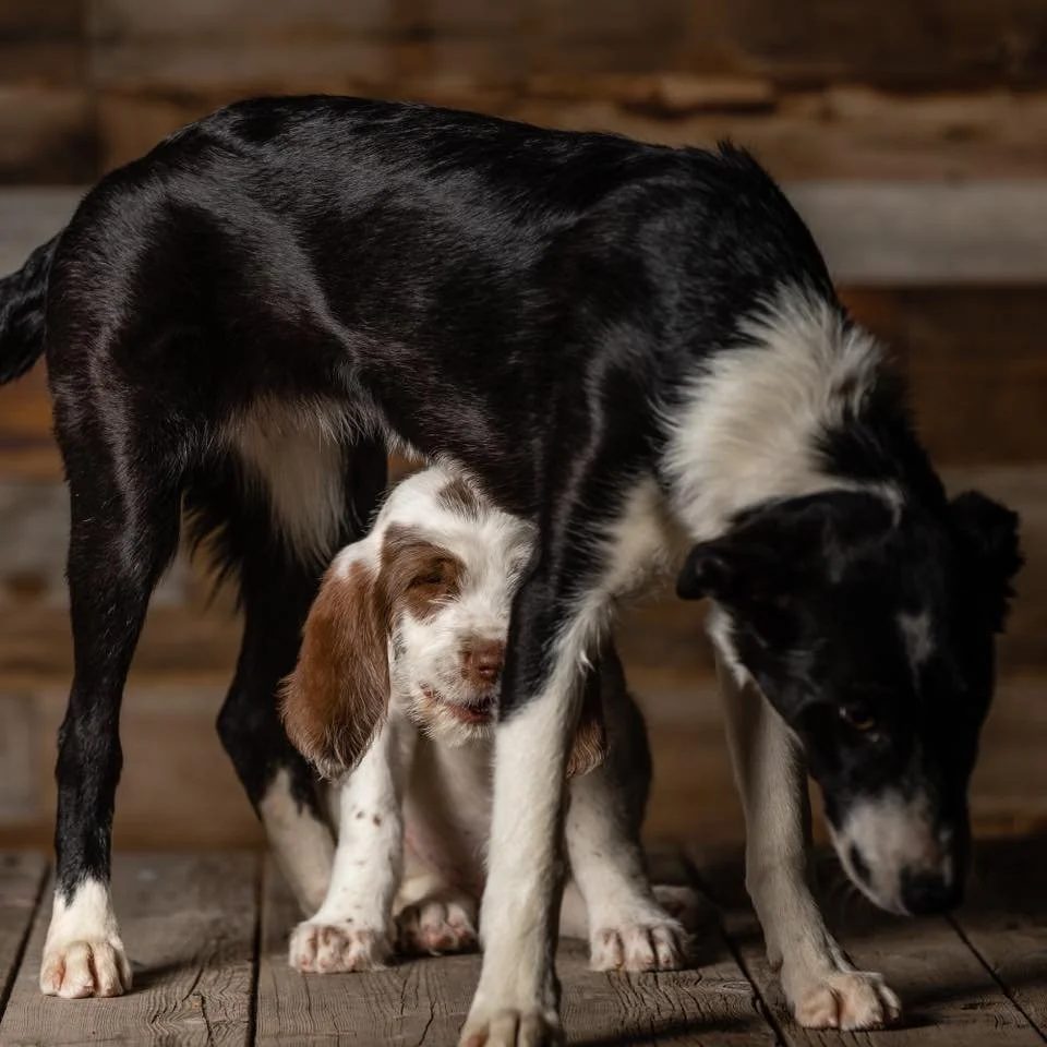 Ditch the Burnout. Keep the Dogs.
Vet techs &mdash; we&rsquo;ve got a better way.
📣 Dog Trainer Applications now open for summer enrollment

#learntotraindogs #DogTrainingJourney #certifieddogtrainer #becomeacertifieddogtrainer #buildingdogcareers #